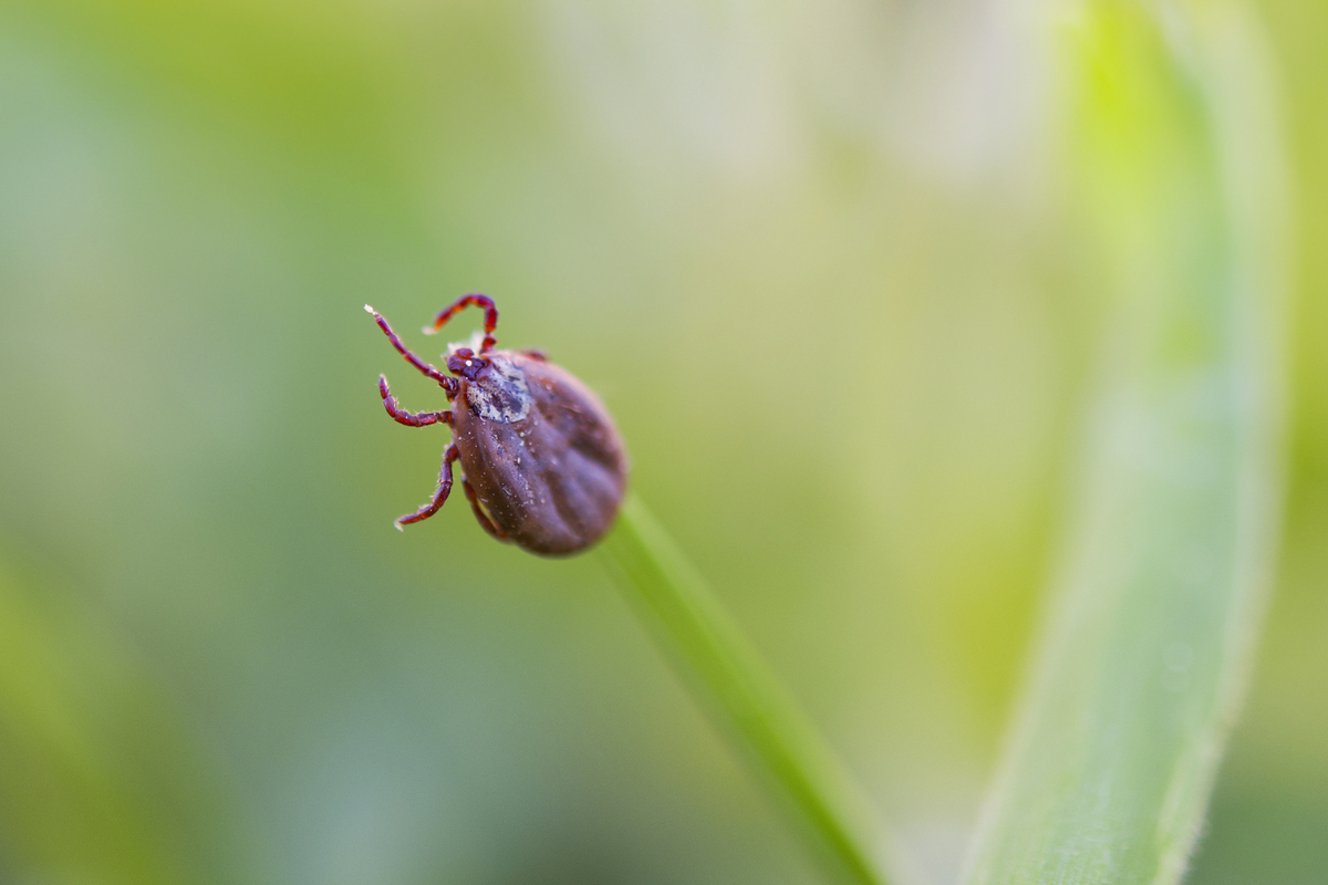 febre maculosa