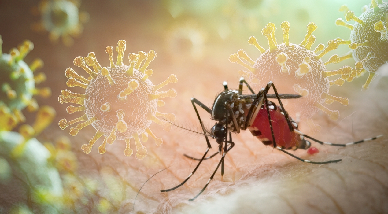 casos de dengue