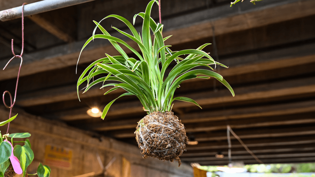 kokedama